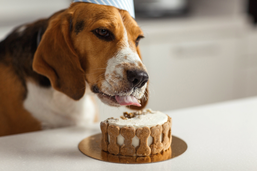 Dog celebrating birthday with cake