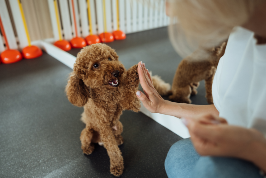 Dog being trained by trainer