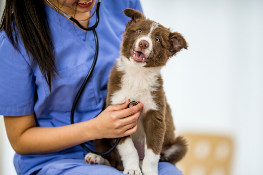Veterinary service for pets