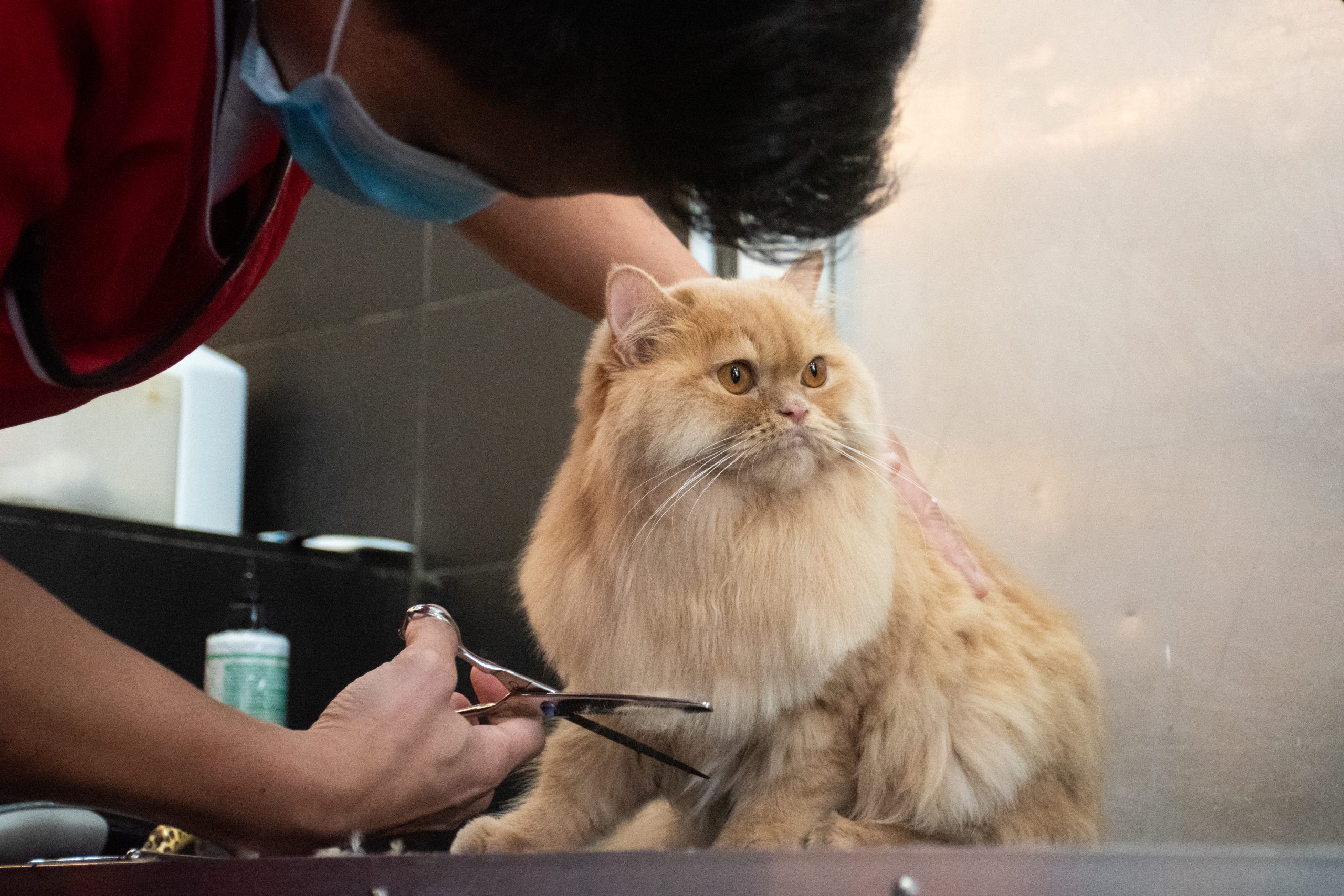 Cat getting a hair cut